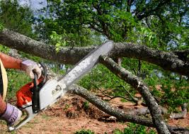 Best Tree Planting Services  in Atlantic Beach, NC